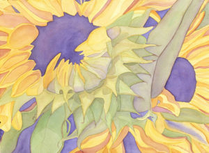 07 Sunflower