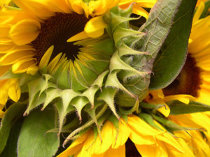 sunflowerish copy